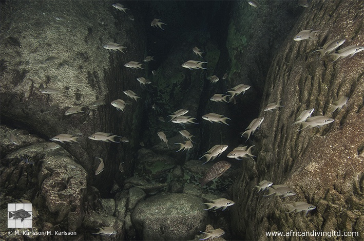 Neolamprologus brichardi 'Fulwe Rocks'